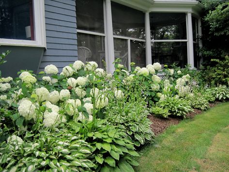 I love the lush flowers of hydrangeas both in the garden and in bouquets  for the house. As a novice gardener, I had mixed success with growing  hydrangeas and getting them to bloom every year. There are dozens of  tantalizing hydrangea varieties, and the key was finding the best ones for  my mid-Massachusetts location.  Planting several types of hydrangeas ensures color in your garden from June  through October. Here are the hydrangeas that are blooming in my garden  right now:  Hydrangea '... Hydrangea Landscaping, Hosta Gardens, Growing Hydrangeas, Hydrangea Garden, Farmhouse Landscaping, Front Landscaping, Garden Types, Landscape Designs, Have Inspiration