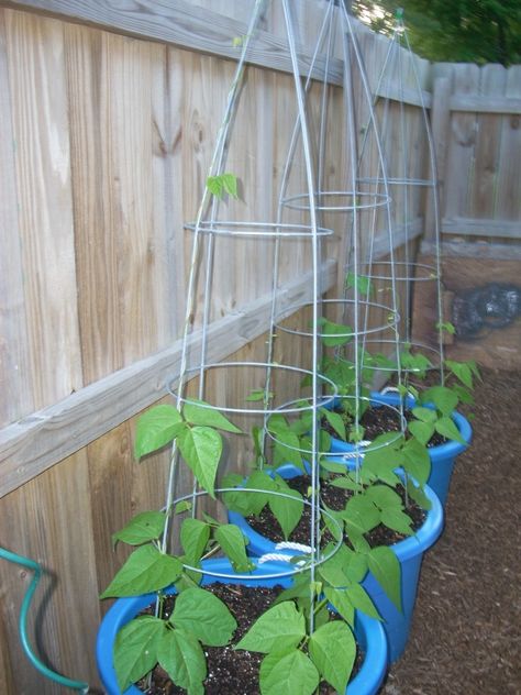 Upside down tomato cages for vine plants. Problem solved, WHY didn't I think of this earlier?! So much easier than setting up any variation of a trellis. Green Beans Garden, Bean Trellis, Bean Garden, Pea Trellis, Growing Green Beans, Growing Beans, Growing Peas, Growing Greens, Pole Beans