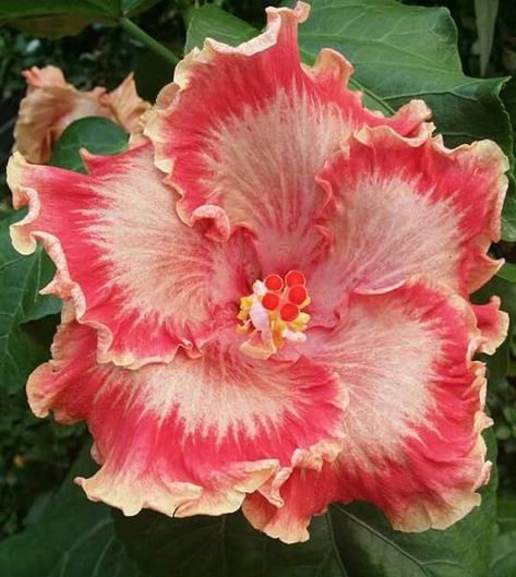 Gardening Inspiration, Hibiscus Plant, Boquette Flowers, Nothing But Flowers, Unusual Flowers, Flower Therapy, Garden Oasis, Pretty Plants, Beautiful Flowers Pictures