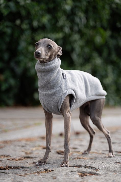 This sweatshirt is: 🐾 Comfortable, well-fitted to the dog's body 🐾 Specifically designed for Italian Greyhounds based on their anatomy 🐾 Safe for your dog, with an appropriately chosen size covering the most exposed organs, including the kidneys 🐾 Made from thick, warm, breathable material 🐾 Helpful during long walks in adverse conditions, helping the dog maintain a comfortable body temperature and protecting its fur from dust, sand, mud, snow, light rain, or scratches 🐾 Sewn and designed Greyhound In Clothes, Greyhounds Clothes, Italian Greyhound Clothes, Dust Sand, Snow Light, Greyhound Dog, Whippet Dog, Dog Fleece, Grey Hound Dog