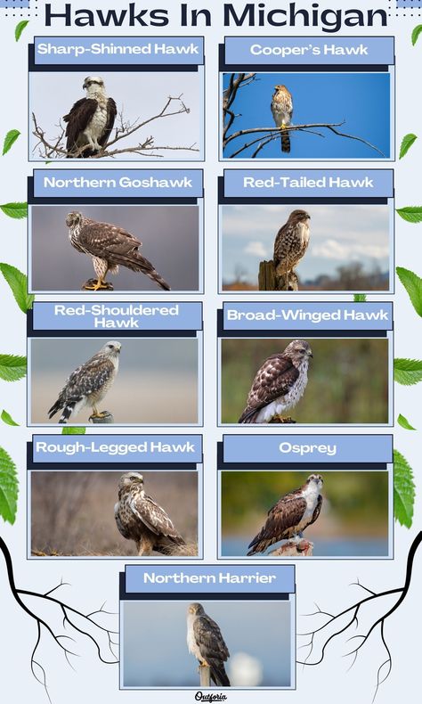 Professional and amateur bird watchers alike will find their fill of hawks in Michigan. The state boasts the significant and rich habitat of Lake Michigan coastlines, over 35 nature reserves, and is home to nine beautiful hawk species. If you go in pursuit of seeing one of these avian beauties, don’t forget Leave No Trace principles and binoculars! They’re a sight you won’t forget. Check out Outforia's latest article to know more about these hawks in Michigan. Hawks Eye Crystal Meaning, Seeing Hawks Meaning, Hawks Spiritual Meaning, Hawks Sensitive Wings, Types Of Hawks, Hawk Species, Northern Goshawk, Sharp Shinned Hawk, Hawk Bird