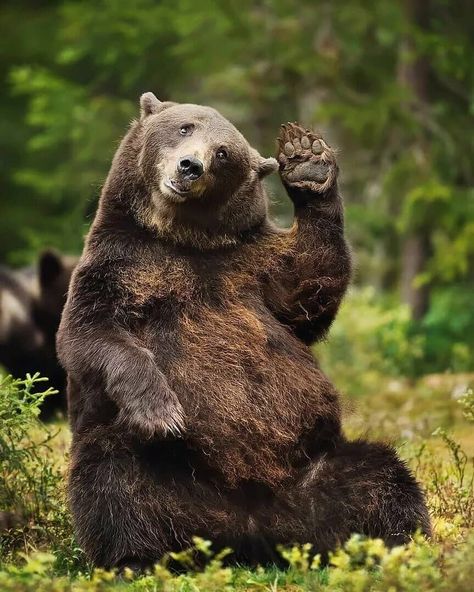 bear on Instagram: “"Hello, friend!"💚 . . credit: unknow, please dm for credit or remove,thanks . . #bear #animal #animals #bears #nature #love #cute…” Funny Bears, Bear Photos, Bear Pictures, Bear Art, Grizzly Bear, Cute Animal Photos, Cute Creatures, Animal Photo, Cute Little Animals