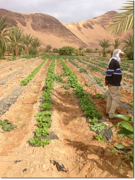 Desert Food Forest and Organic Commercial Production in Three Years - Update on Wadi Rum Consultancy Solarpunk Desert, Desert Farming, Desert Vegetable Garden, Desert Homestead, Desert Farm, Succulent Ground Cover, Desert Food, Desert Gardening, Solar Punk