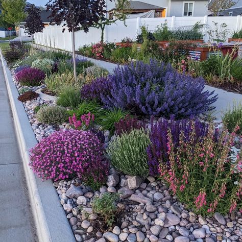 Waterwise Parkstrip Planting In Utah Inspired By Soft Colors Xeriscape Front Yard, Texas Landscaping, Xeriscape Landscaping, High Country Gardens, Low Water Gardening, Waterwise Garden, Drought Tolerant Landscape, Country Gardens, Front Yard Garden Design