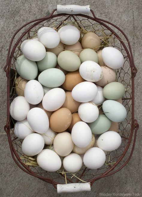 7 Chickens to Raise for Colorful Eggs - Photo courtesy Woodley Wonderworks/Flickr (HobbyFarms.com) Easter Egger Chicken, Farm To Fork, Easter Eggers, Colorful Eggs, Best Chicken Coop, Keeping Chickens, Building A Chicken Coop, Chicken Lady, Farm Fresh Eggs