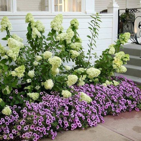 Garden Planning on Instagram: “What caught your eye first, the hydrangeas or the petunias? Credit: @gardenanswer via: @gardendesignmag . . . . . . . . . . . . . . . . .…” Limelight Hydrangea Landscaping, Hydrangea Landscaping, Limelight Hydrangea, Landscaping Design, Back Gardens, Design Magazine, Garden Lovers, Back Garden, Flower Lover