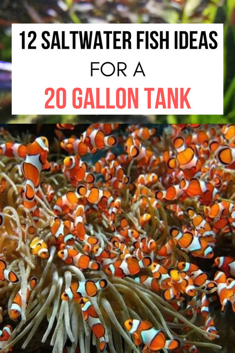 Figuring out what fish you can cram in such a limited space can be frustrating, so I’ve created a list with twelve of the best saltwater fish species that can comfortably live in your new 20-gallon saltwater aquarium. #freshwateraquarium #aquarium #aquariumhobby #fishtank #aquascape #fish #plantedtank #aquascaping #aquariumfish #aquanswers Saltwater Fish Tanks Design, Small Salt Water Aquarium, Saltwater Aquarium Ideas, Salt Water Fish Tank Ideas, Small Saltwater Tank, Best Aquarium Fish, 40 Gallon Aquarium, Goby Fish, 20 Gallon Aquarium