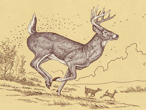 Whitetail Buck by Yondr Studio on Dribbble Ink Art Drawing, Whitetail Deer Pictures, Deer Sketch, Deer Graphic, Deer Drawing, Deer Running, Deer Photos, Deer Pictures, Deer Illustration