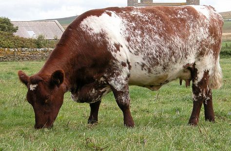 The Milking Shorthorn is a red; red and white; or white and roan color. She is medium in size, weighing about 1,100 pounds in maturity. History: The Milking Shorthorn originated from Northeastern England in the valley of the Tees River. The breed has served as part of the foundation for other red types of milk cows, including Swedish Red cattle, Angeln cattle and Illawarra cattle in Australia. Dairy Cow Breeds, Shorthorn Cattle, Cow Breeds, Types Of Cows, Beef Cow, Dairy Cattle, Cattle Breeds, Dairy Cow, Beef Cattle