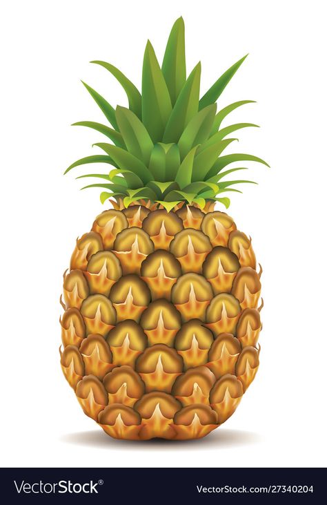 Shapes Flashcards, Fruit Pineapple, Vegetable Pictures, Fruit Icons, Fruit Vector, Fruit Picture, Fresh Pineapple, Muscle Food, Fresh Fruits And Vegetables