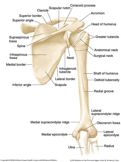 Scapula Anatomy, Bones Human, Upper Limb Anatomy, Anatomy Lab, Shoulder Anatomy, Arm Anatomy, Human Muscle Anatomy, Nurse Study, Anatomy Bones