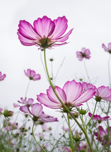 Cosmos, Plants, Flowers, Purple, Garden, Beautiful Flower Puns, Cosmos Plant, Flower Reference, August Birth Flower, Cosmos Flowers, Flower Meanings, Flower Inspiration, Arm Tattoos, Airbrush Art