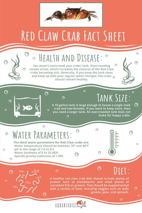 Red Claw Crab Complete Caresheet: A Semi-Aquatic Tank Addition Crab Tank, Fish Facts, Fish Room, Fishing Room, Undersea World, Pet Fish, Hermit Crab, Freshwater Aquarium, Fact Sheet