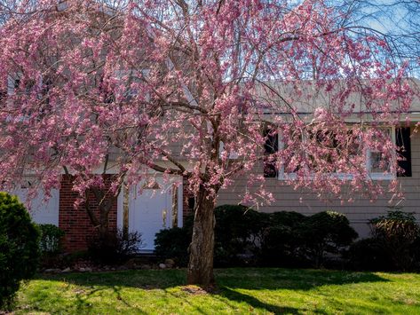 Best trees to plant close to a house: 9 ideas | Where To Plant Trees In Backyard, Trees Close To House, Trees To Plant In Front Yard, Tree In Front Of House Landscaping, Medium Trees For Backyard, Tree Groupings Landscape, Trees You Can Plant Close To House, Trees To Plant Near House, Trees For Landscaping Close To House