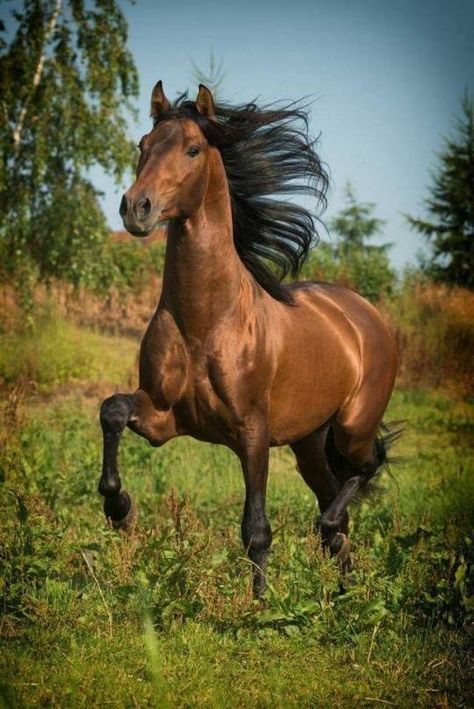 Pearl Regnul Animal, Beautiful Horses Photography, Beautiful Horse Pictures, Bay Horse, Most Beautiful Horses, Majestic Horse, Beautiful Horse, Horse Drawings, All The Pretty Horses