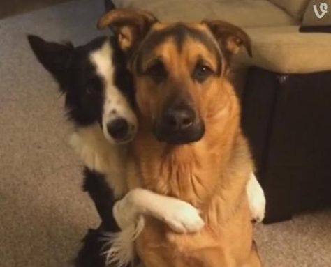 border collie hugs german shepherd best friend Dog Quotes Love, Cute Creatures, Dog Quotes, Funny Animal Pictures, 귀여운 동물, Animals Friends, Border Collie, I Love Dogs, Dog Friends