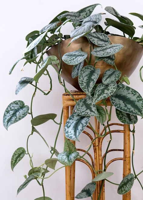 Hanging House Plants, Scindapsus Pictus Exotica, Indoor Hanging Plants, Best Indoor Hanging Plants, Bamboo Stool, Satin Pothos, Philodendron Scandens, Scindapsus Pictus, Easy Indoor Plants