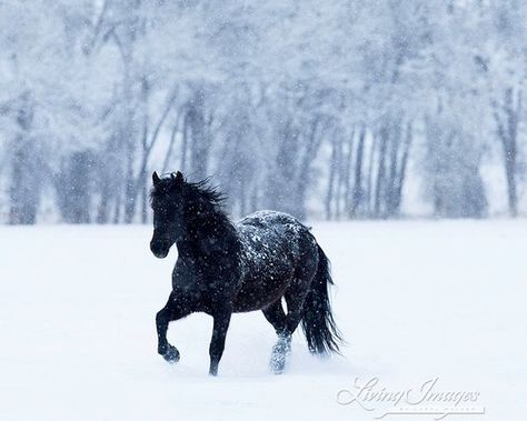 Beautiful black horse in the snow Horse In Snow, Horses In Snow, Winter Horse, Falling Snow, Art Horse, Black Horses, Friesian Horse, Horse Wall Art, All The Pretty Horses