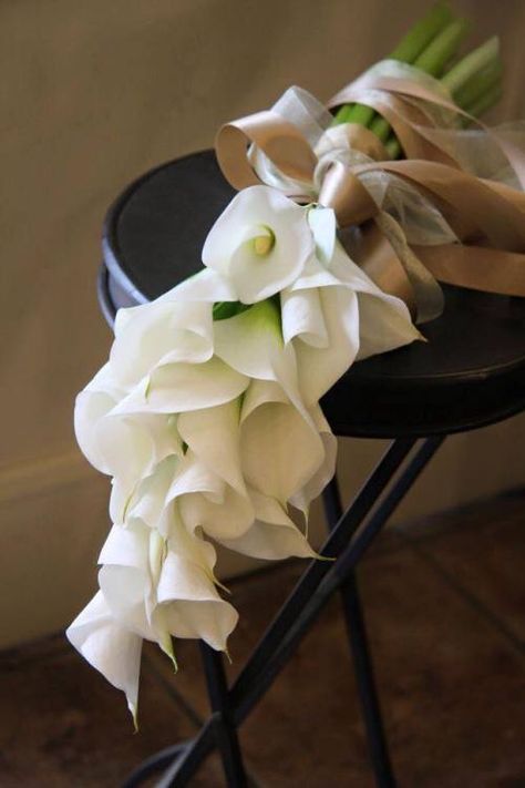 a simple bouquet of Calla Lilies… Bridal Bouquet Calla Lillies, Calla Lillies Bouquet, Calla Lily Wedding, Calla Lily Bouquet, Lily Wedding, Lily Bouquet, Hand Bouquet, Calla Lilies, Nontraditional Wedding