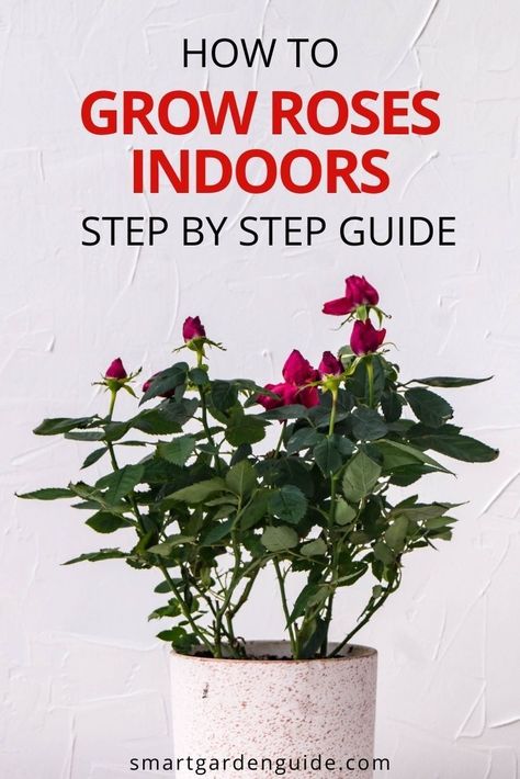 Indoor Rose Garden, Growing Roses Indoors, How To Take Care Of Roses, Indoor Rose Plant, Caring For Roses, Rose Plant, Rose Plant Care Tips, How To Grow Roses Indoors, How To Take Care Of Roses In A Pot