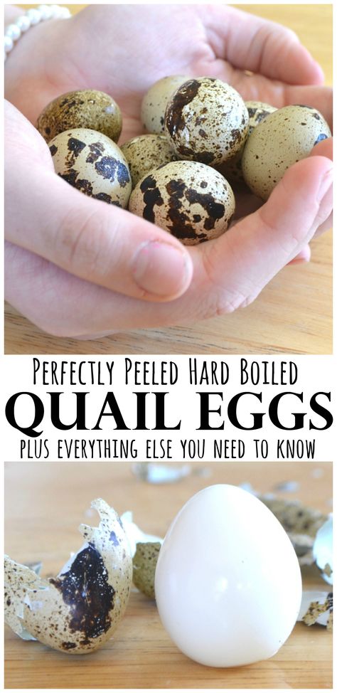 All about Quail Eggs | How to hard boil quail eggs, peel & crack quail eggs and other quail egg stuff you need to know | www.craftycookingmama.com #quaileggs #hardboiledquaileggs #howtocookquaileggs Boiled Quail Eggs, Pickled Quail Eggs, Quail Recipes, Fried Quail, Pickle Vodka, Raising Quail, Cooking Mama, Pickled Eggs, Wild Game Recipes