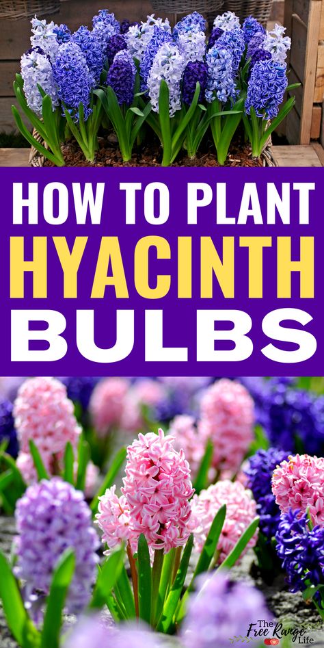 Front Garden Simple, When To Plant Spring Bulbs, How To Plant Crocus Bulbs, Purple Bulbs Flowers, When To Plant Hyacinth Bulbs, When To Plant Bulbs For Spring, Tulips Daffodils Hyacinth, Planting Hyacinth Bulbs, Spring Bulbs Garden Flower Beds