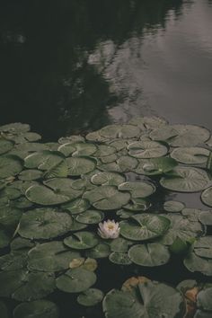 160 How id describe them ideas in 2022 | rainy day aesthetic, nature aesthetic, dark naturalism Brookecore Aesthetic, Lily + Core + Aesthetic, Rainy Wallpaper, Dark Naturalism, Lily Wallpaper, Dark Forest Aesthetic, Photo Widget, Rainy Day Aesthetic, Water Aesthetic