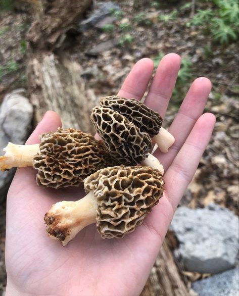 Forager Aesthetic, Forest Foraging Aesthetic, Foraging Aesthetic, Mushroom Hunting Aesthetic, Stardew Aesthetic, Stardew Valley Aesthetic, Wild Mushrooms Aesthetic, Mushroom Foraging Aesthetic, Pnw Mushrooms