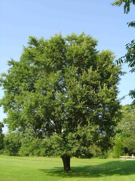 Chinese Elm Tree, Trees Landscaping, Michigan Tech, Forest Resources, Elm Tree, New Hampton, Outside World, Deciduous Trees, Environmental Science