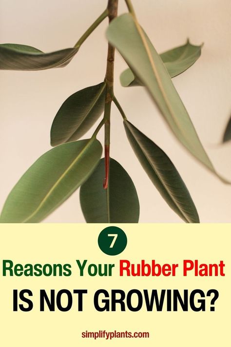 "Rubber Plant Growth Issues"
"Troubleshooting Stagnant Rubber Plant Growth"
"Why Is My Rubber Plant Not Thriving?"
"Common Causes of Rubber Plant Growth Problems"
"How to Revive a Non-Growing Rubber Plant"
"Rubber Plant Care for Growth Challenges"
"7 Reasons for Your Rubber Plant's Growth Stagnation"
Rubber Plant Care | Rubber Tree Plant | Rubber Plant Indoor | Best Indoor Plants | Indoor Plant Care Guide| Indoor Trees | Decoration Plante | House Plant Care Rubber Plant Care, Ficus Elastica, Plant Problems, Rubber Plant, Rubber Tree, Healthy And Happy, House Plant Care, Plant Growth, Grow Lights