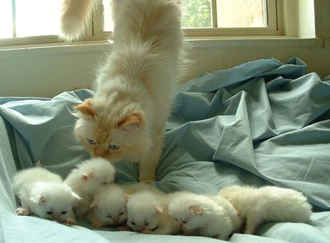 Mama Cat, Baby Kittens, Little Kittens, Fluffy Cat, Cute Cats And Kittens, Cute Kittens, Beautiful Cats, Cat Mom, The Window