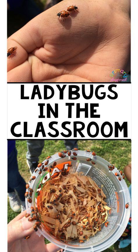 Ladybug Activities, Primary Playground, Elementary Games, Ladybug Life Cycle, Fun Reading Activities, Spring Lessons, Life Cycles Activities, Rhyming Activities, Primary Science