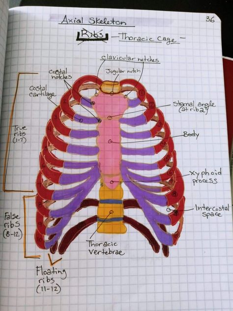 Skeleton Anatomy Drawing Study, Ribs Anatomy Notes, Bony Thorax Anatomy, Rib Cage Diagram, Axial Skeleton Anatomy Notes, Thoracic Cage Anatomy, Axial Skeleton Anatomy, Skeleton System Anatomy, Skeleton Notes