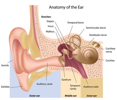 Did you know that the ear not only allows us to hear, but also makes it possible for us to walk? Learn more about this amazing organ. Inner Ear Diagram, Human Ear Diagram, Hearing Loss Remedies, Human Ear Anatomy, Ear Diagram, Ear Wax Candle, Ear Wax Buildup, Ear Anatomy, Nose Picking