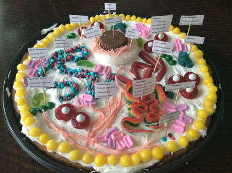 Edible animal cell by Henry and Michael Animal Cell Food Model, Animal Plant Cell Project Cakes, Animal Cell Cake Project Labeled, Plant Cell Cake Model, Animal Cell Cake, Cell Model Cake, Cell Edible Project, Biology Cake, Animal Cell Model Edible