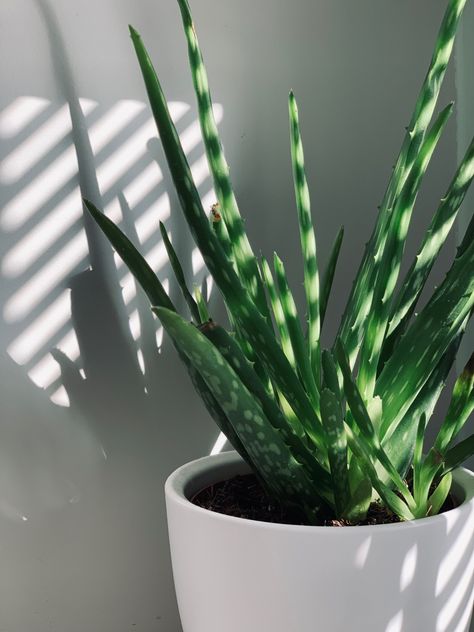 Plant Aloe Vera, Types Of Succulents Plants, Plant Projects, Types Of Succulents, Aloe Plant, Aloe Vera Plant, Big Plants, Plant Aesthetic, Healthy Lifestyle Inspiration