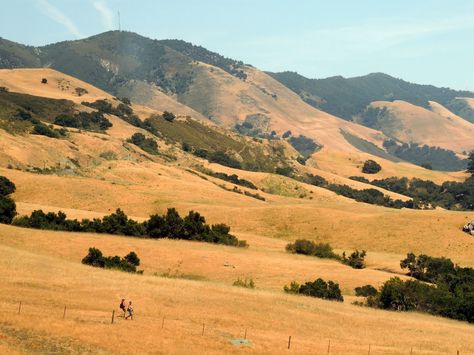 Wide Open. California Hills, East Of Eden, Golden Hill, California Photos, California Landscape, Oak Trees, California Love, Landscape Illustration, Flowers Nature