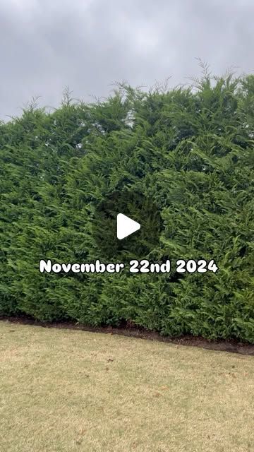 Pearsonlandscapellc on Instagram: "We planted these in the spring of 2020, and here they are today, a beautiful chilly fall day November 22nd 2024. We have only selective hand pruned these. We have never used a power trimmer. If leyland Cypress’s are taken care of correctly, they are absolutely stunning trees. #handpruning #selectivepruning #trees #brielle #landscaper #landscapersofinstagram #lovewhatyoudo #lovewhatido #workhard" Carolina Sapphire Cypress Landscaping, Backyard Privacy Landscaping, Yard Playground, Leyland Cypress, Playground Ideas, Cypress Trees, Fall Day, Backyard Makeover, Dream Garden