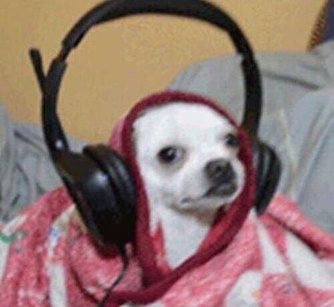 A Blanket, Small Dog, The Story, Headphones, White