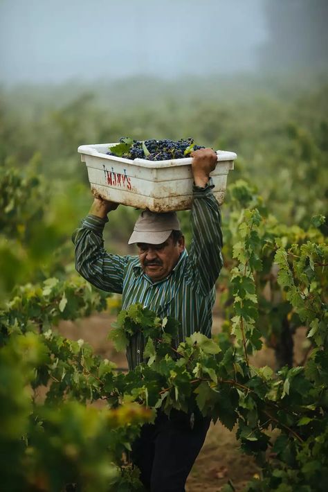 Lucia�o Cornejo balances his bin on his head as he runs through vineyard to drop off his grapes at the Limerick Lane Vineyard in Healdsburg, Calif. Tuesday, August 30, 2017. Wine Shoot, Vineyard Aesthetic, Insta Grid, Vineyard Photography, Contra Costa County, Wine Vineyards, Grape Harvesting, Wine Country California, California Wine