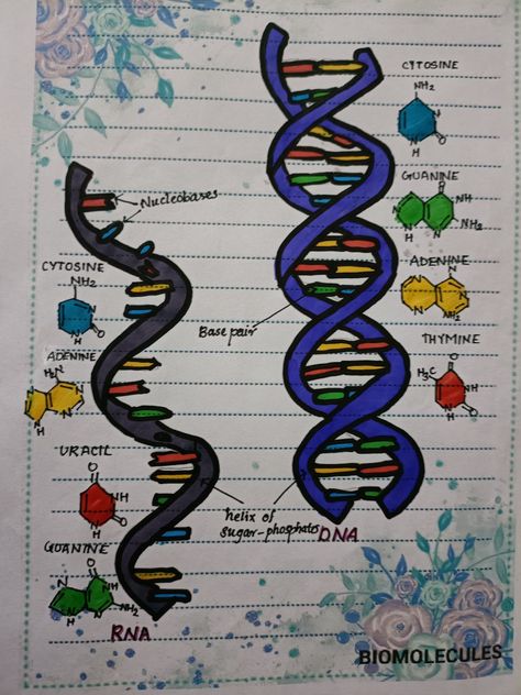 Structure drawing Dna Model Drawing, Dna Structure Drawing, Dna Drawing Science, Dna Drawing Art, Rna Structure, School Aestethic, Dna E Rna, Bio Project, Chemistry Project