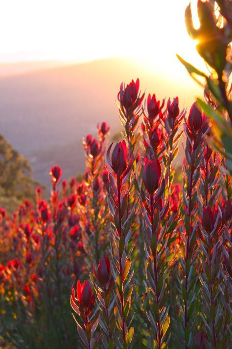 Australian Garden Design, Safari Sunset, Australian Native Garden, Flower Identification, Protea Flower, Australian Native Flowers, Australian Plants, Native Flowers, Australian Garden