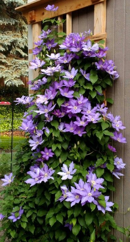 Grow gorgeous clematis on trellis with this step-by-step guide Clematis Trellis, Clematis Plants, Plant Room, Clematis Flower, Grow Gorgeous, Garden Growing, Clematis Vine, Plants Ideas, Cottage Garden Design