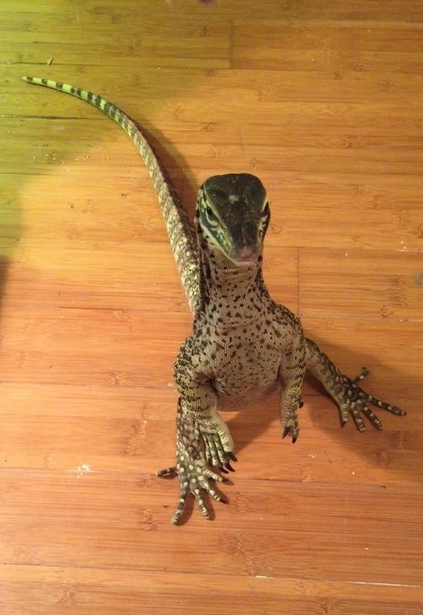 Argus Monitor?