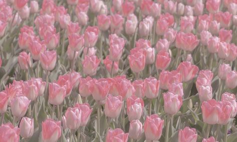 Pink Tulips Aesthetic Wallpaper Laptop, Pink Tulips Desktop Wallpapers, Macbook Wallpaper Aesthetic Pink Flowers, Pretty Pink Laptop Wallpaper, Korean Wallpaper Macbook, Macbook Desktop Wallpaper Aesthetic Spring, Flower Aesthetic Desktop Wallpaper, Pink Wallpaper Desktop Laptop Hd, Pink Wallpaper Aesthetic Desktop