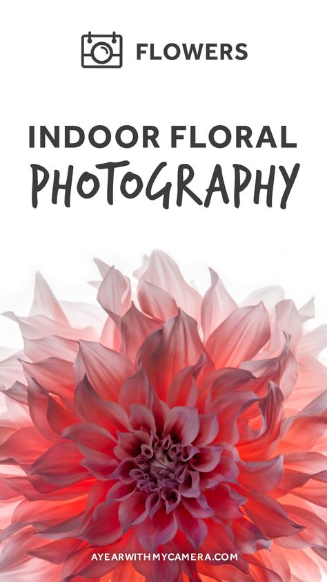 Different Times Of Day, Foto Macro, Macro Photography Flowers, Dslr Photography Tips, Photography Settings, Photography Cheat Sheets, Indoor Photography, Holiday Photography, Beautiful Flowers Photos