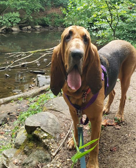 Unmatched Sense of Smell: Bloodhounds are renowned for their incredible noses. They have around 220 to 300 million scent receptors, compared to humans' mere 5 million.
\
#bloodhound #CanineFitness #dogoftheday #georgetowndogs #dogsofgeorgetown #dcdogs #georgetown #dogrunner #dogadventures #dogfitness #doggydaycare #doghikes #pantandwag Hound Dog Aesthetic, Red Bloodhound, Bloodhound Dog Drawing, Blood Hound Dog, Bloodhound Painting, Bloodhound Dogs, Sense Of Smell, Ppg And Rrb, Dog Exercise