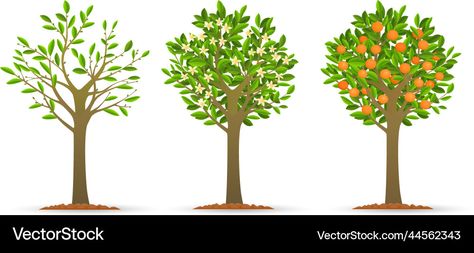 Cartoon Garden, Tree Growth, Grow System, Peach Fruit, Vector Flowers, Orange Tree, Nature Plants, Green Trees, Kids Education