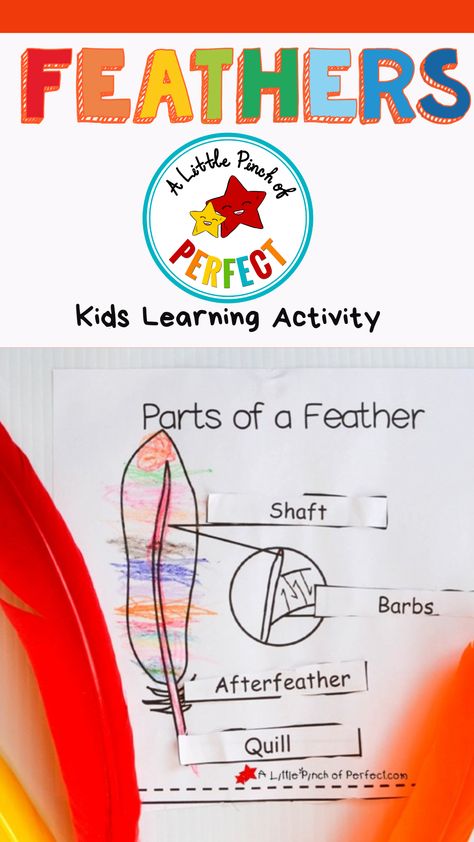 Since my kids love feeling feathers in their hand and are constantly holding them or brushing them across their face I thought it would be fun to do some hands on exploring while also learning about the parts of a feather with a color and label free printable. This activity is perfect in fall when the trees are bare and birds are easier to see! Homeschool Lesson Plans, Homeschool Freebies, Love Feeling, Homeschool Encouragement, Labels Printables Free, Animal Science, Homeschool Schedule, Homeschool Lesson, Homeschool Life