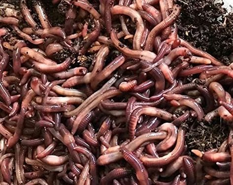 Fishing Worms, Red Wigglers, Worm Composting, Composting At Home, Worm Farm, Food Scraps, Seed Germination, Advantages And Disadvantages, Earthworms